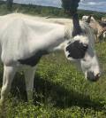 Poulain Paint Horse