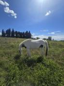 Poulain Paint Horse