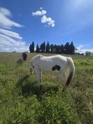 Poulain Paint Horse