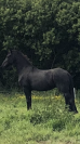 Ruin Fries Te koop 2025 Zwart ,  MAURUS 441