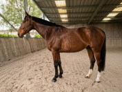 Hongre 8 ans, bien dress&eacute;, pr&egrave;s de Lille 