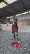Hongre 8 ans, bien dress&eacute;, pr&egrave;s de Lille 