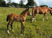 Foal M&acirc;le Dexter de Kerglenn X Elvis Ter Putte