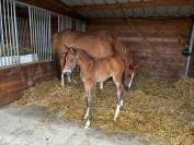 Foal M&acirc;le Dexter de Kerglenn X Elvis Ter Putte