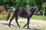 Hongre SF 2 ans par Contendro