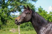 Hongre SF 2 ans par Contendro