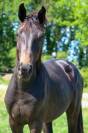 Hongre SF 2 ans par Contendro