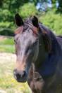 Hongre SF 2 ans par Contendro