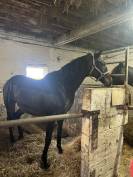 Jument Pur-Sang &ndash; 15 ans &ndash; Loisirs / &Eacute;levage