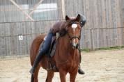 Adorable ponette pour As CCE / CSO