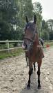 | PRINCE ? - 1m65 - 6ans | 