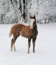 poulain Paint Horse 