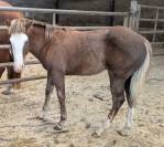 poulain Paint Horse 