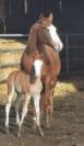 poulain Paint Horse 