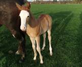 poulain Paint Horse 