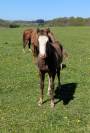 poulain Paint Horse 