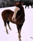 poulain Paint Horse 