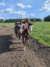 poulain Paint Horse 