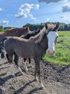 poulain Paint Horse 