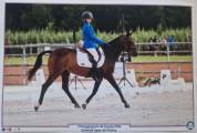 A louer Poney D de sport maitre d&rsquo; &eacute;cole
