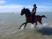 A louer Poney D de sport maitre d&rsquo; &eacute;cole