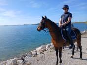 A louer Poney D de sport maitre d&rsquo; &eacute;cole
