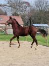 Hongre 2ans 