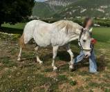 Jument Pure Race Lusitanienne 11 ans