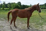 Hongre SF 2 ans 
