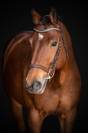 Cheval de sport pour 125/130