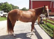 Michi quarter horse 