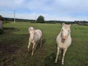 poney Welsh