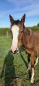 Mare Selle Fran&ccedil;ais For sale 2025 Bay