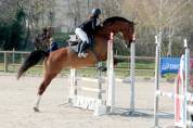 Cheval 11 ans 