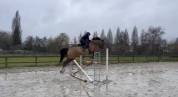 Cheval 11 ans 