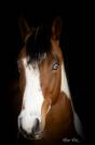 MB POCOSMOKE FRECKLES  PAINT HORSE