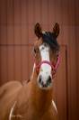 MB POCOSMOKE FRECKLES  PAINT HORSE