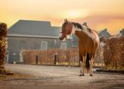 MB POCOSMOKE FRECKLES  PAINT HORSE
