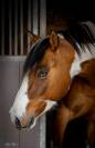 MB POCOSMOKE FRECKLES  PAINT HORSE
