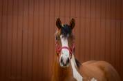 MB POCOSMOKE FRECKLES  PAINT HORSE