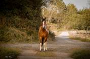 MB POCOSMOKE FRECKLES  PAINT HORSE