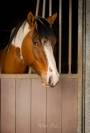 MB POCOSMOKE FRECKLES  PAINT HORSE