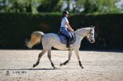 Pur sang arable 11 ans &agrave; vendre
