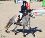 JUMENT CONNEMARA 4 ANS