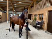 Merrie Fries halfbloed Te koop 2022 Donker bruin / bai ,  AMIRO - AP (ESP), CDE