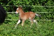 Poulain PFS 