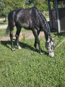 Hongre 7 ans gros moyens 