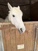  &Agrave; VENDRE &ndash; Ponette grise, 13 ans &ndash; 1m39