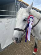  &Agrave; VENDRE &ndash; Ponette grise, 13 ans &ndash; 1m39
