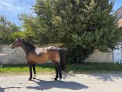 Jument cheval de sport irlandais 12 ans